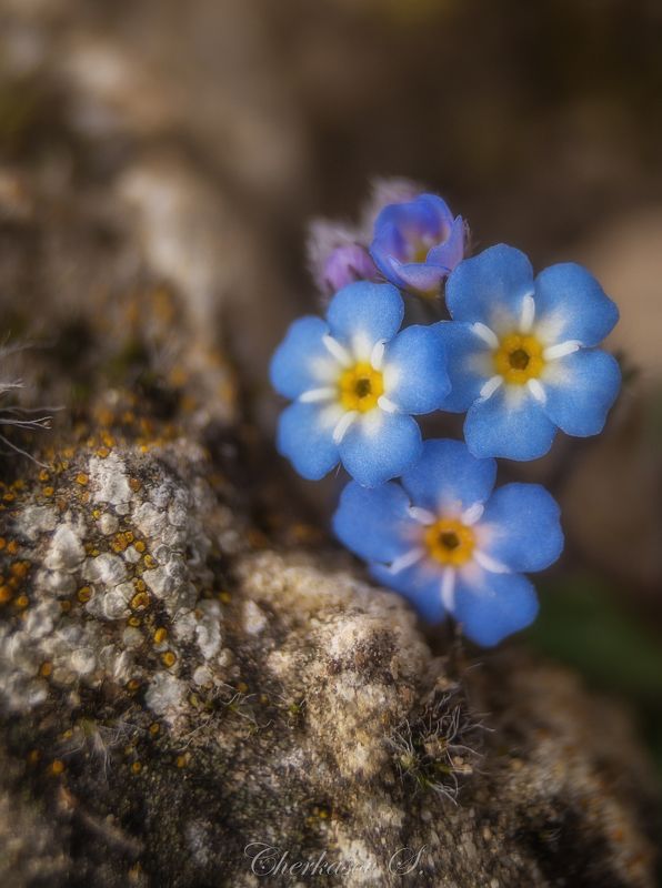 Незабудка фото превью