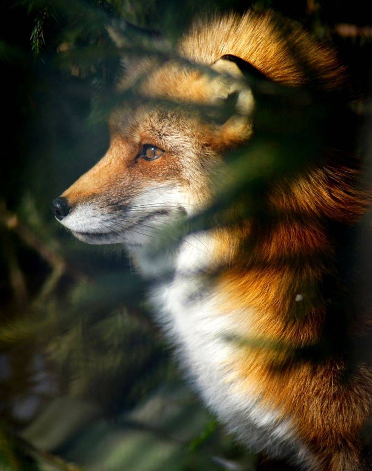 , Алексей Родак