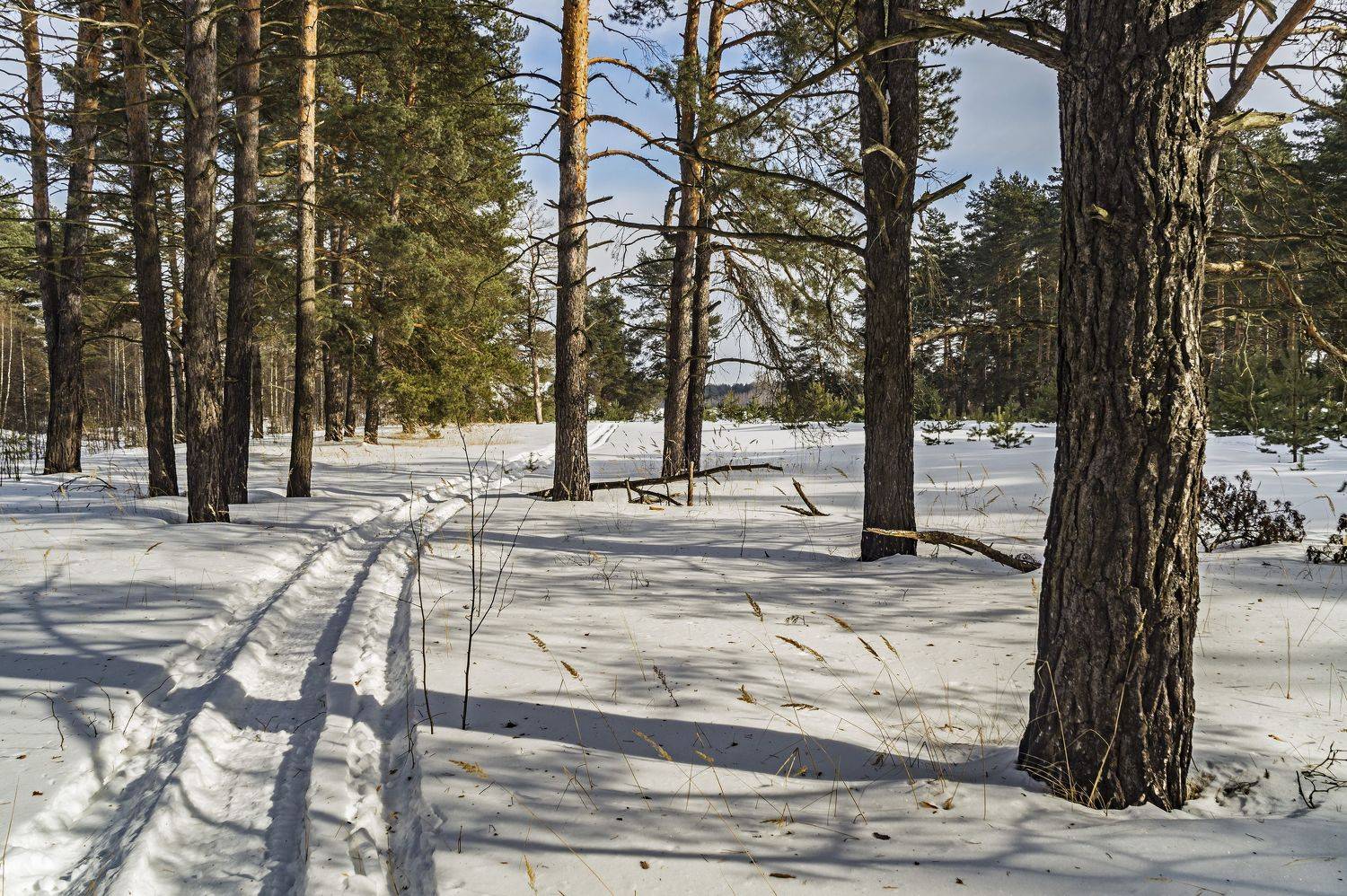 весна., Шитов Александр