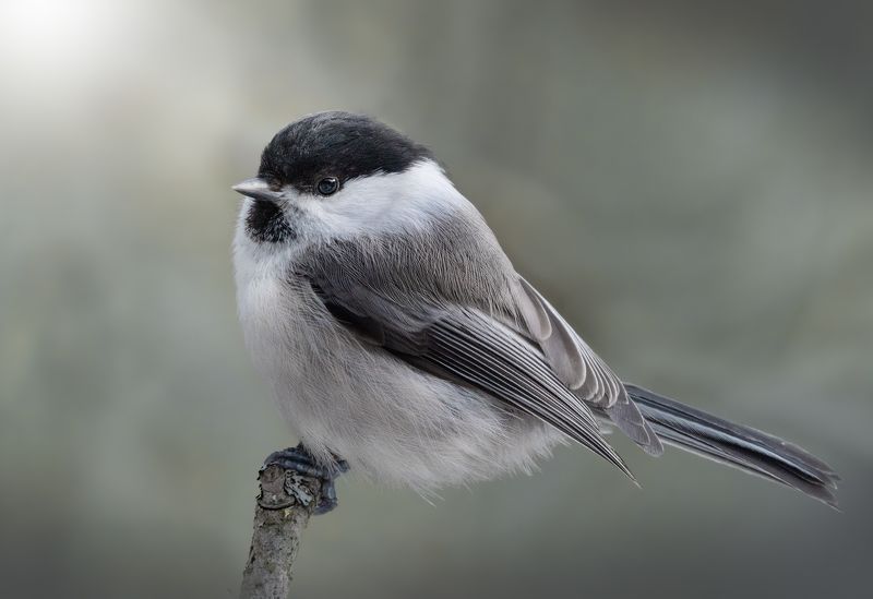 Пухляк Poecile montanus фото превью