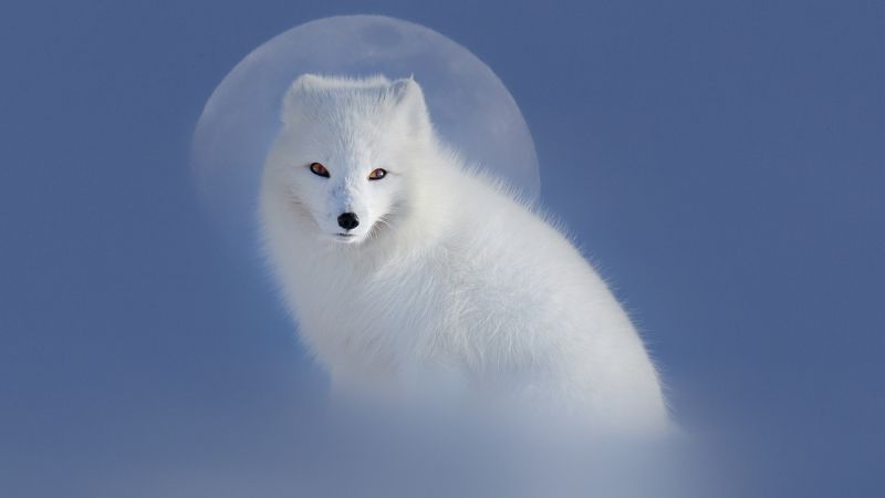 Песец фото превью