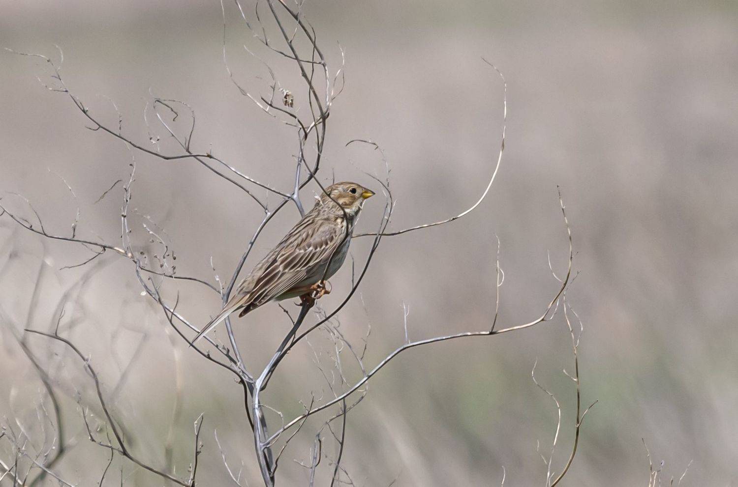 ростовский заповедник, птицы, просянка, Сергей Савчук