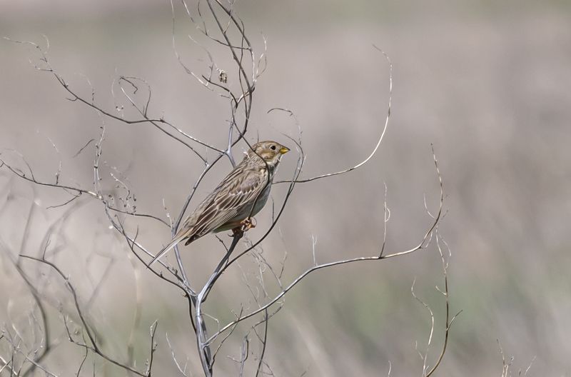 ростовский заповедник, птицы, просянка Просянка фото превью
