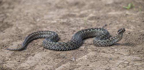 Степная гадюка