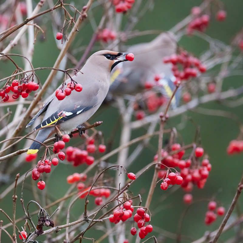 птицы, свиристели, birds, waxwings Прилетели свиристели фото превью