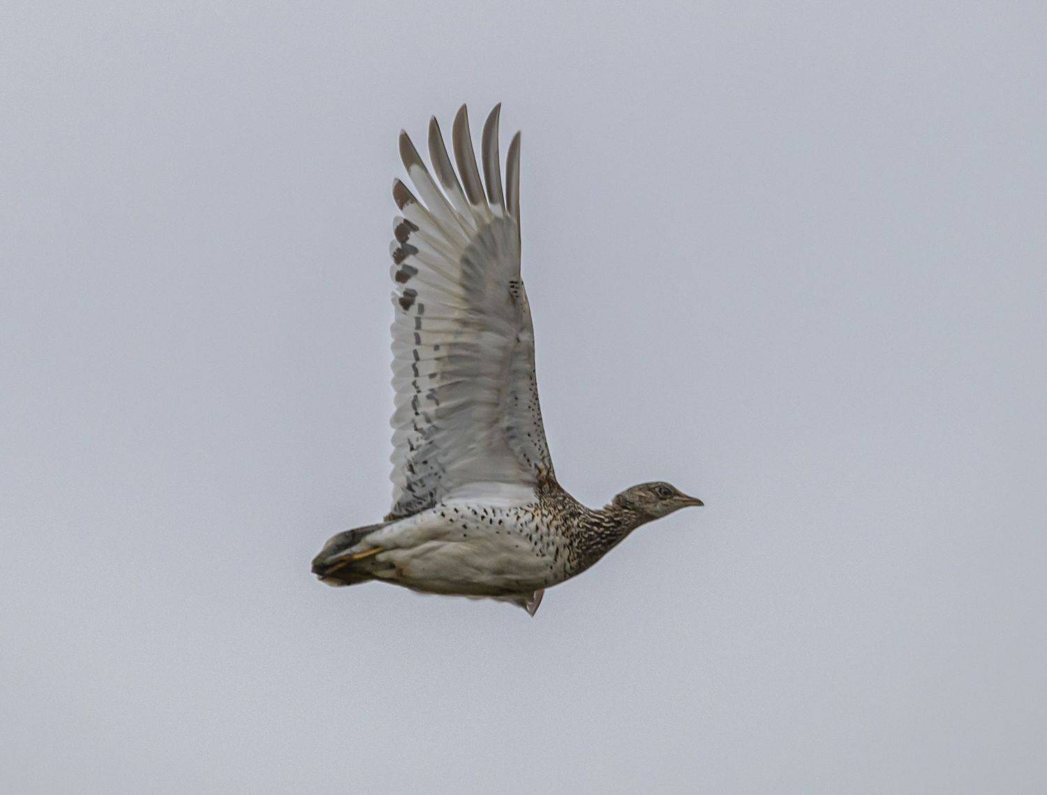ростовский заповедник, птицы, стрепет, Сергей Савчук