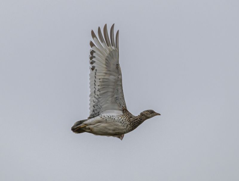 ростовский заповедник, птицы, стрепет Самка стрепета в полете фото превью