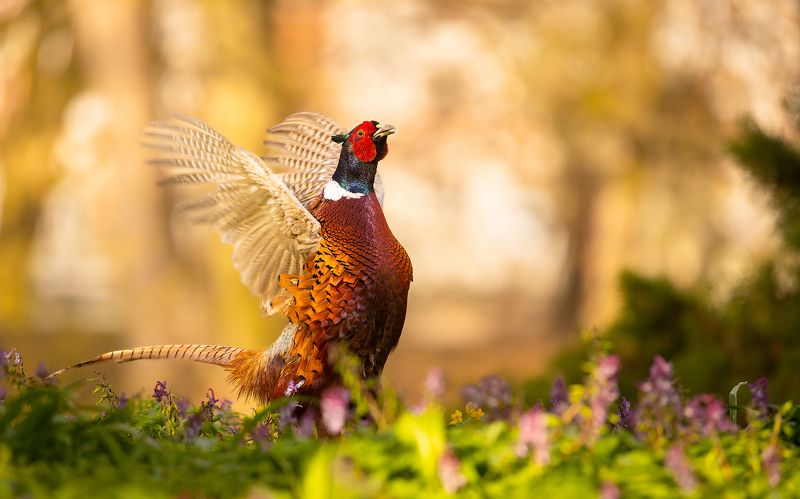 Pheasant фото превью