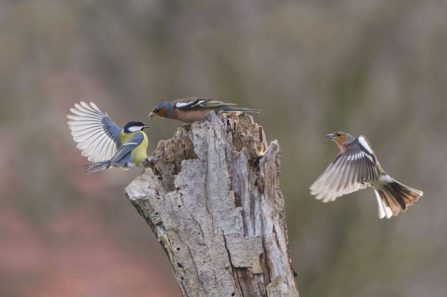 , Евгени Стефанов