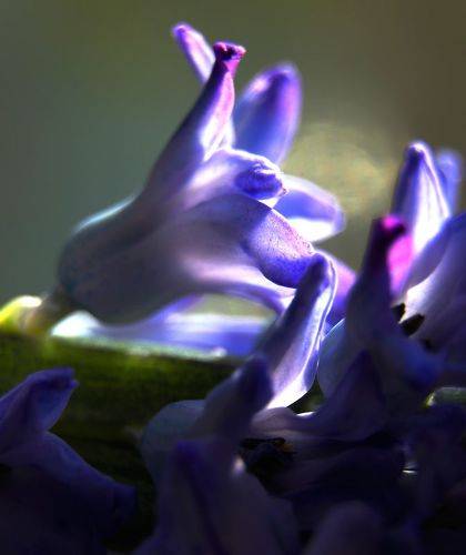 Первый гиацинт.