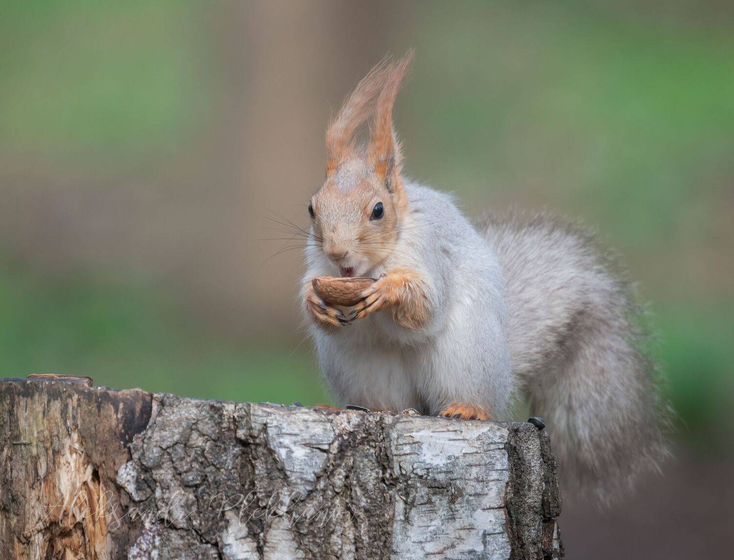, Плеханов Александр