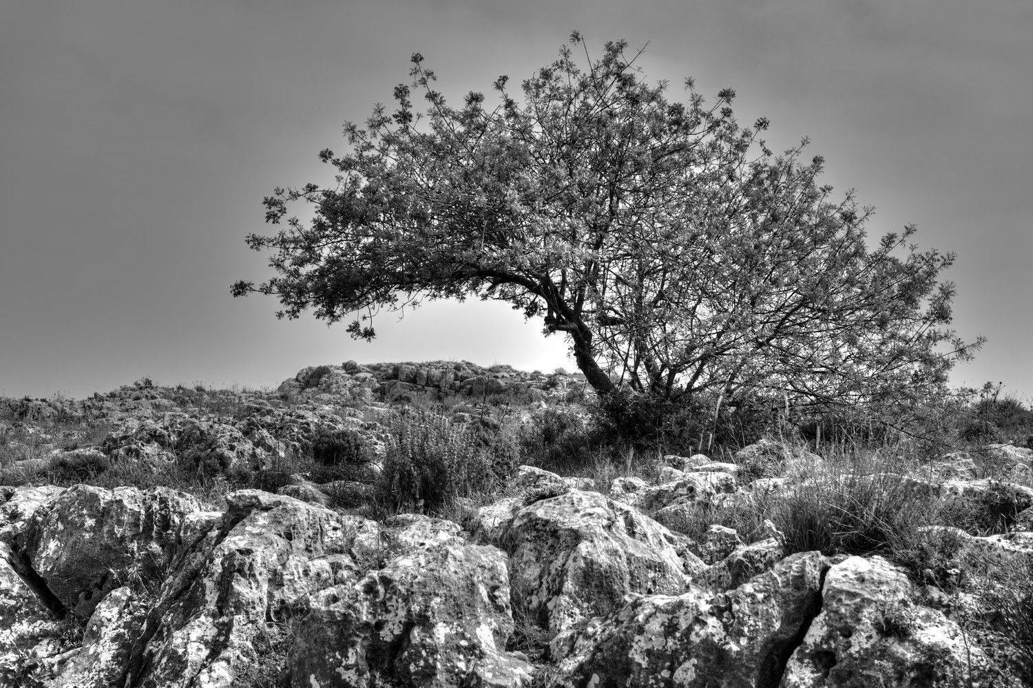 , David Solodar