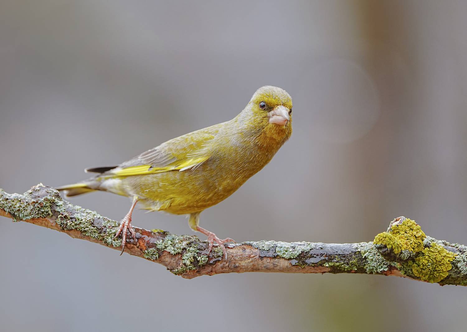 птицы,природа, весна, Андрей Киселёв