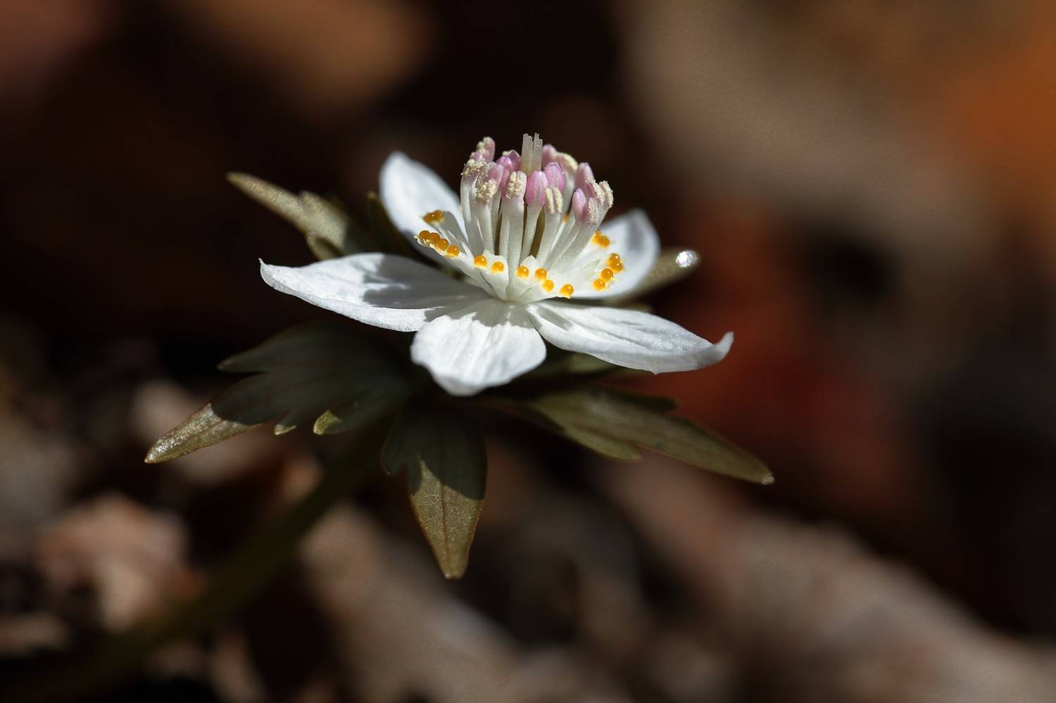 весенник звезчатый  eranthis stellata пригород владивосток остров русский март, Евгений Слободской