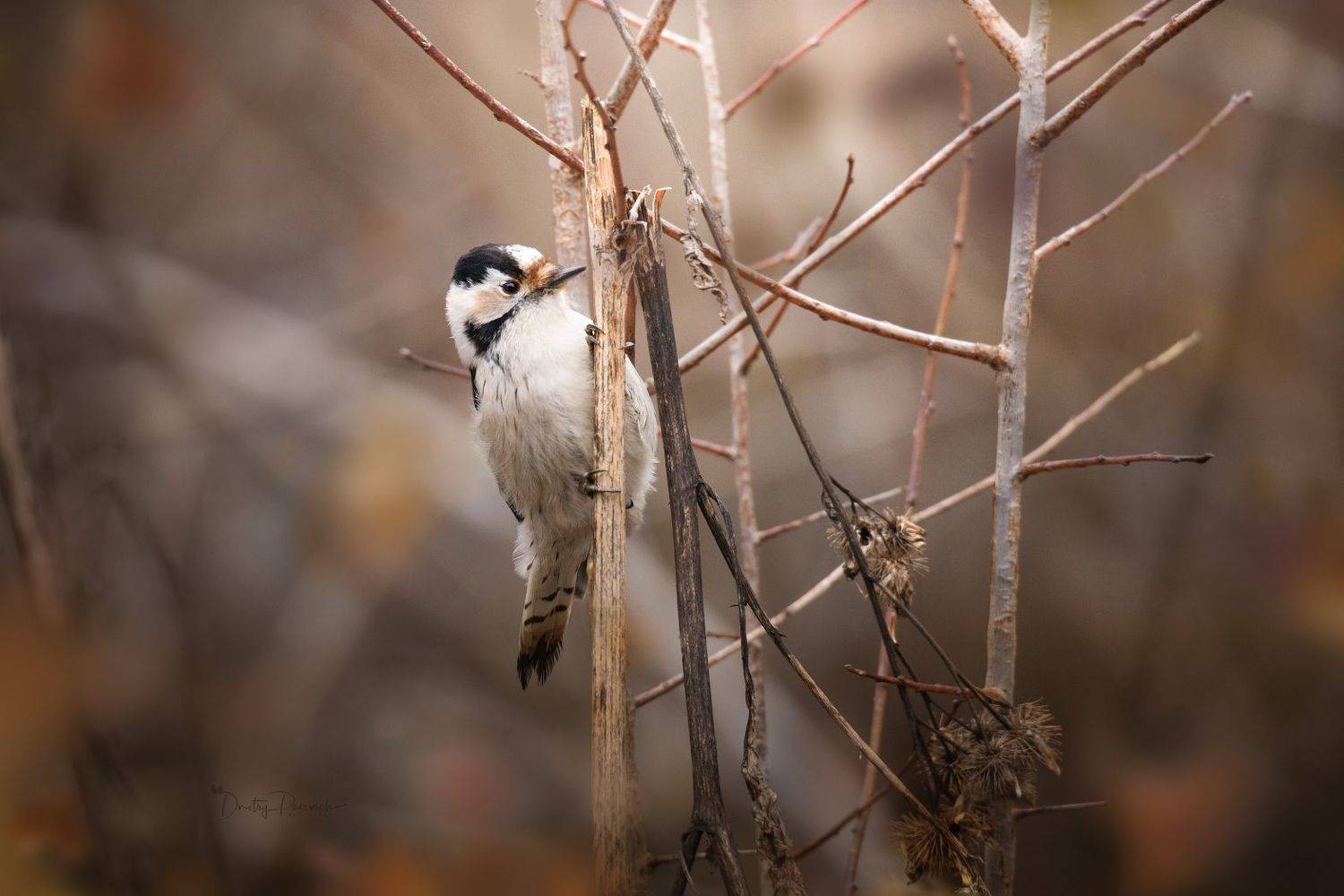 природа, лес, поля, огороды, животные, птицы, макро, Посевич Дмитрий