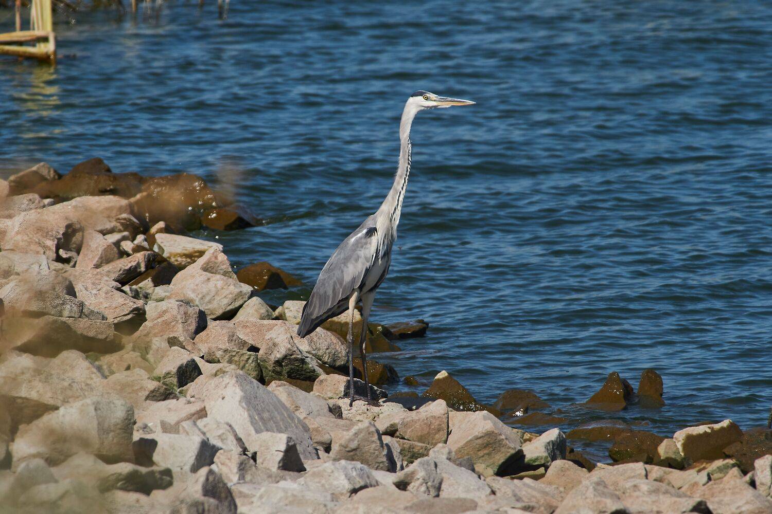 volgograd, russia, wildlife, Ardea cinerea, , Сторчилов Павел