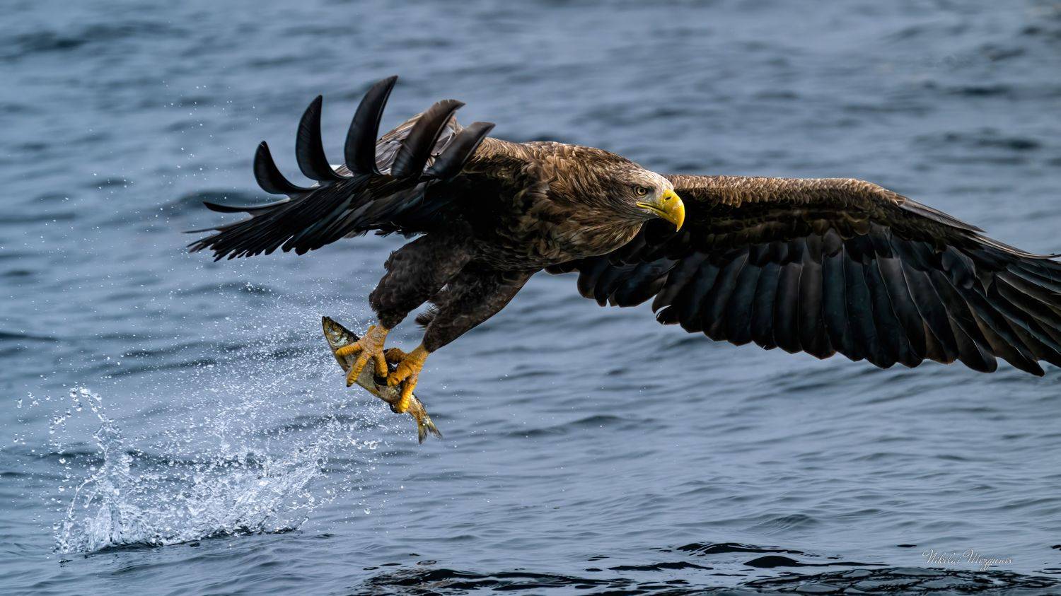 , Николай Мозгунов