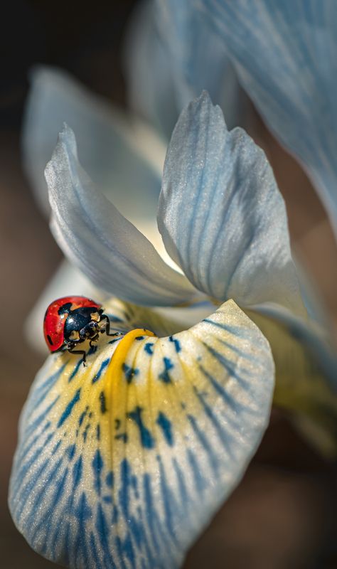 На солнечной поляночке фото превью