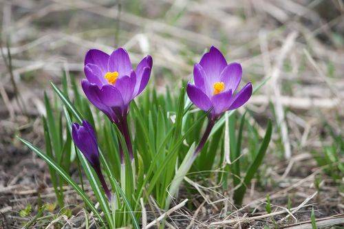 Шафран весенний (Crocus vernus).