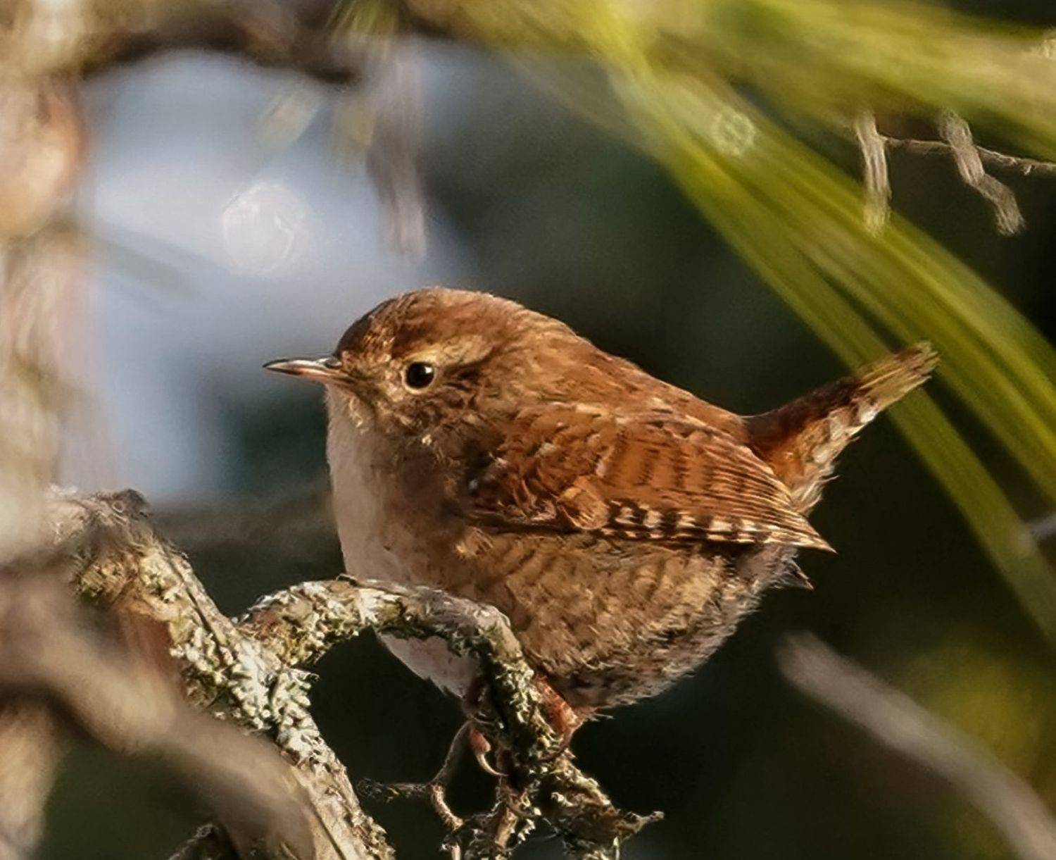 , Красимир Георгиев