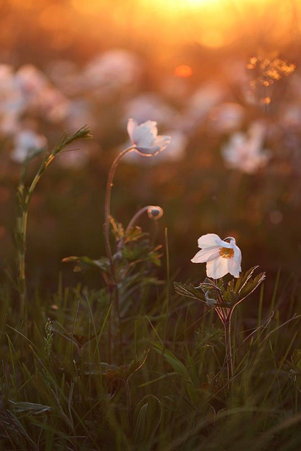 макро, цветы, анемон, весна, вечер, солнце, закат, лес, боке, свет, природа, Sokolova Tatiana