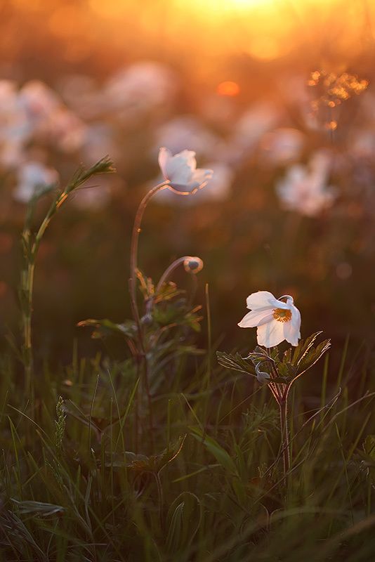 макро, цветы, анемон, весна, вечер, солнце, закат, лес, боке, свет, природа В лучах весны... фото превью