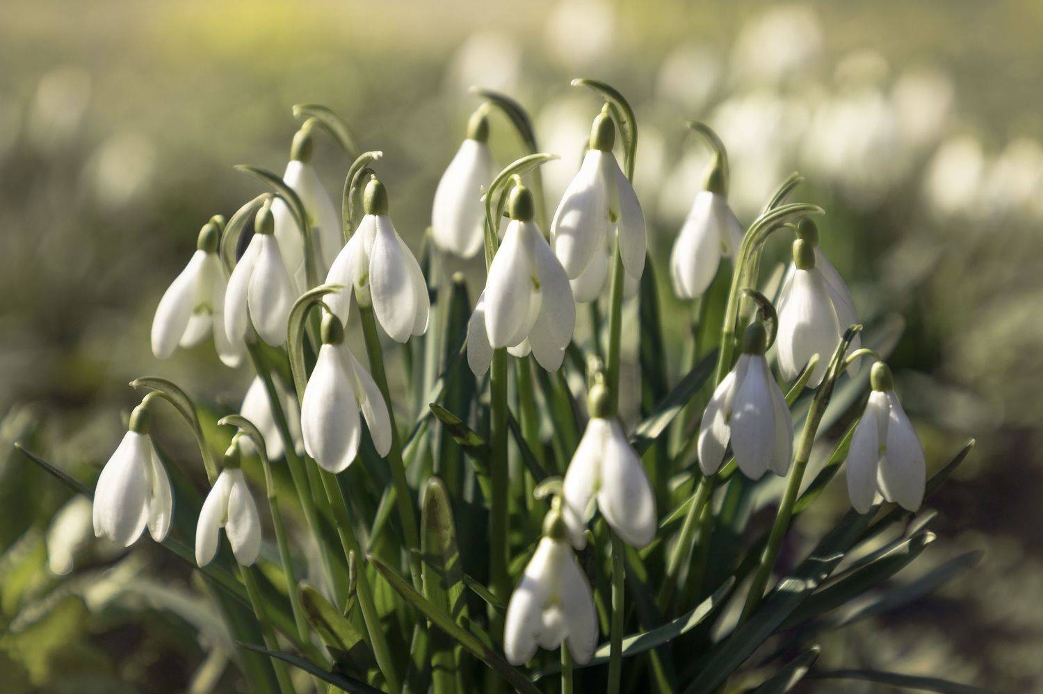 Московская область, Елена Гусева