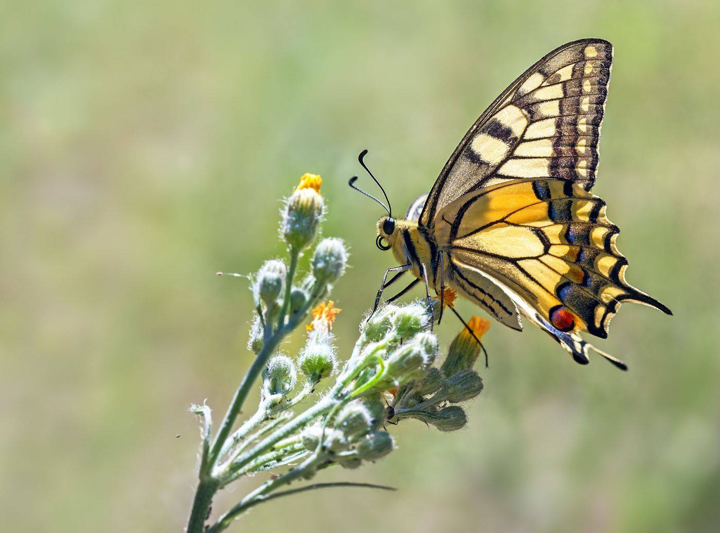 насекомые, бабочка, парусник, махаон, лето, Борис Новиков
