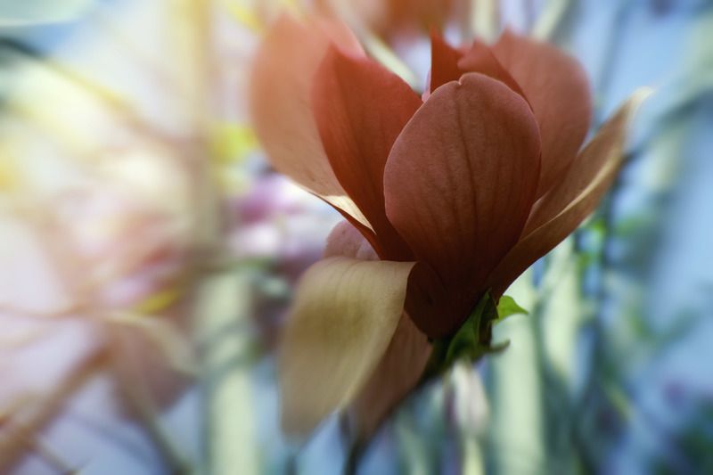 枝头玉兰娇 枝头玉兰娇 фото превью