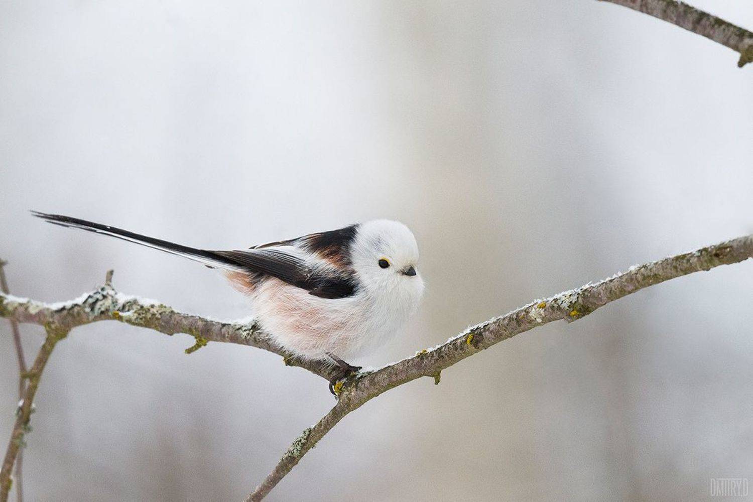 птица, ополовник, лес, зима,, Дмитрий Доронин