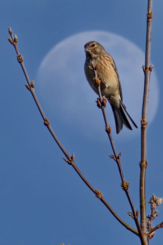 Тростниковая овсянка фото превью
