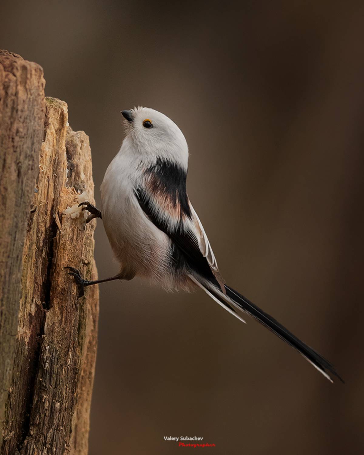 , Валерий Субачев