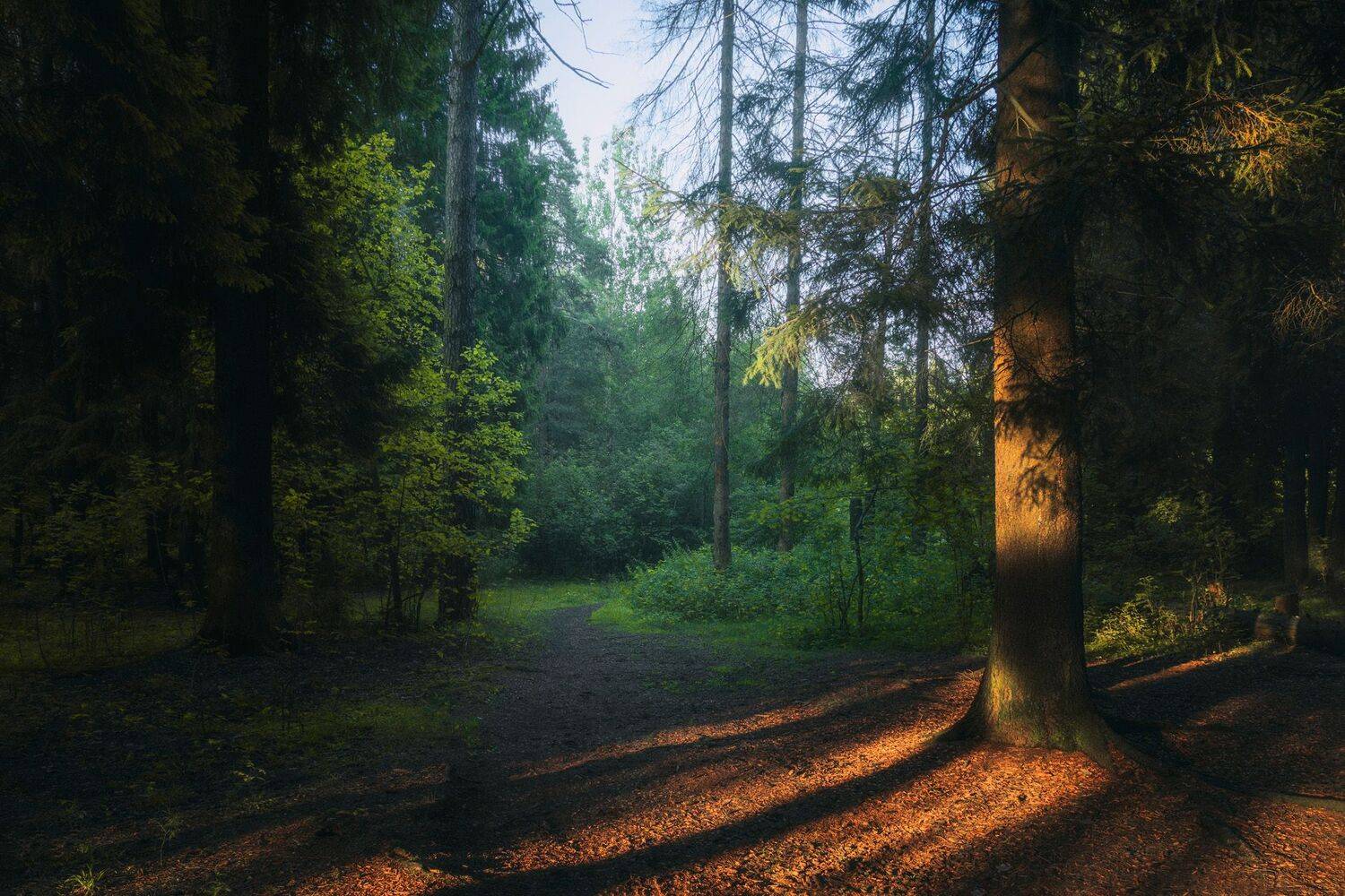 лес, свет, деревья, пейзаж, лето, forest, woodland, trees, landscape, sunlight, summer, Валерий Вождаев