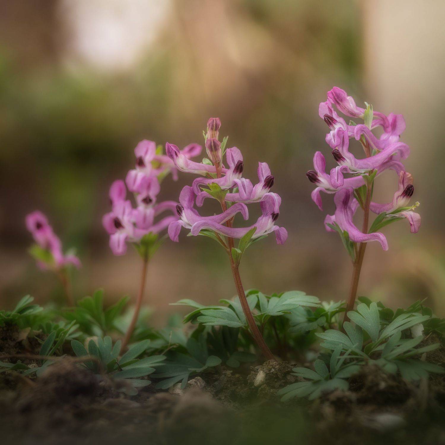 , Черкасов Сергей