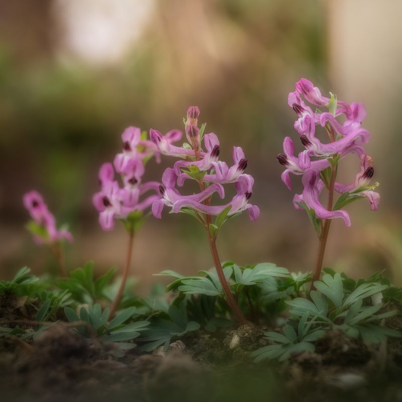 Хохлатка фото превью