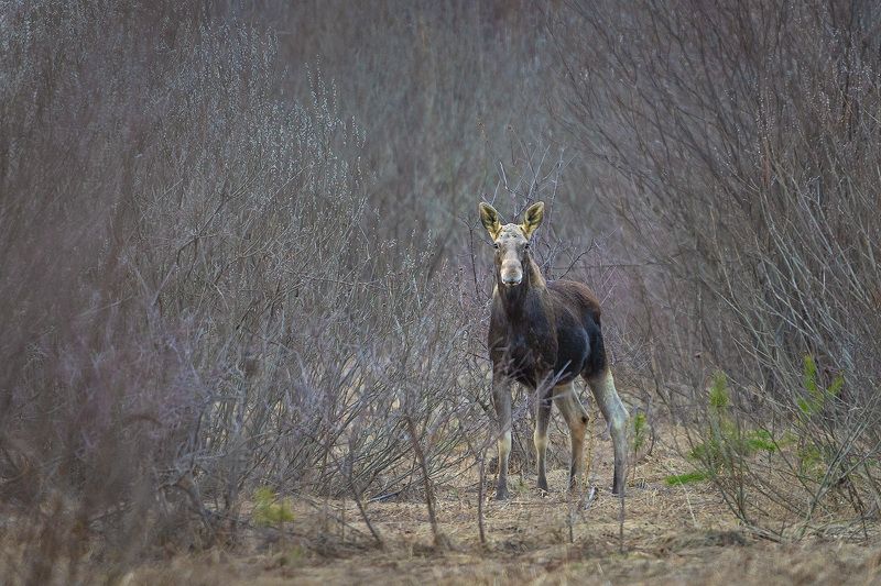 Весенний лось фото превью