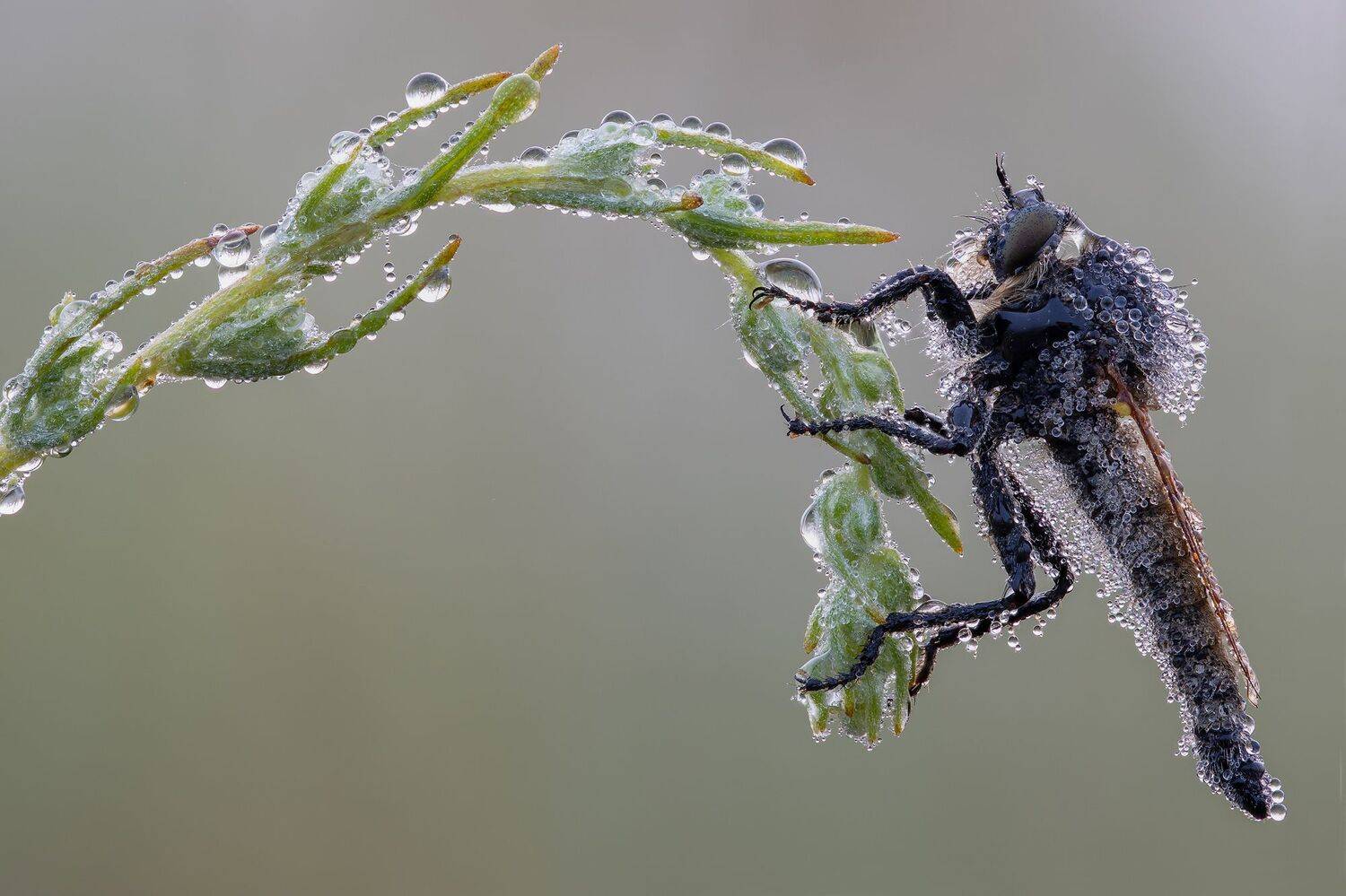 , Кузнецов Дмитрий
