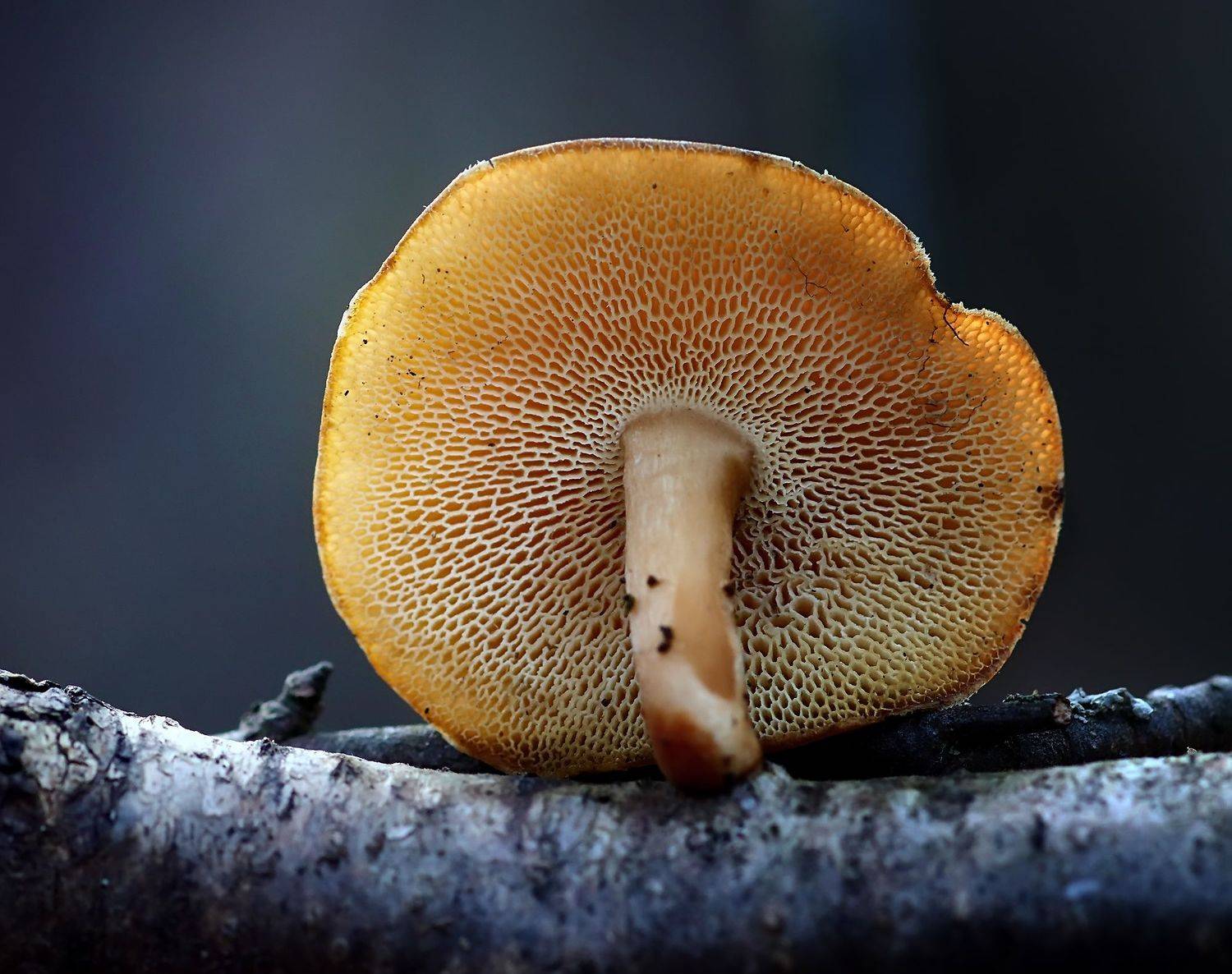 , Галина Горькавая