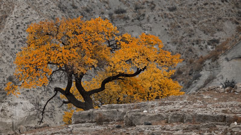Золото Дагестана фото превью
