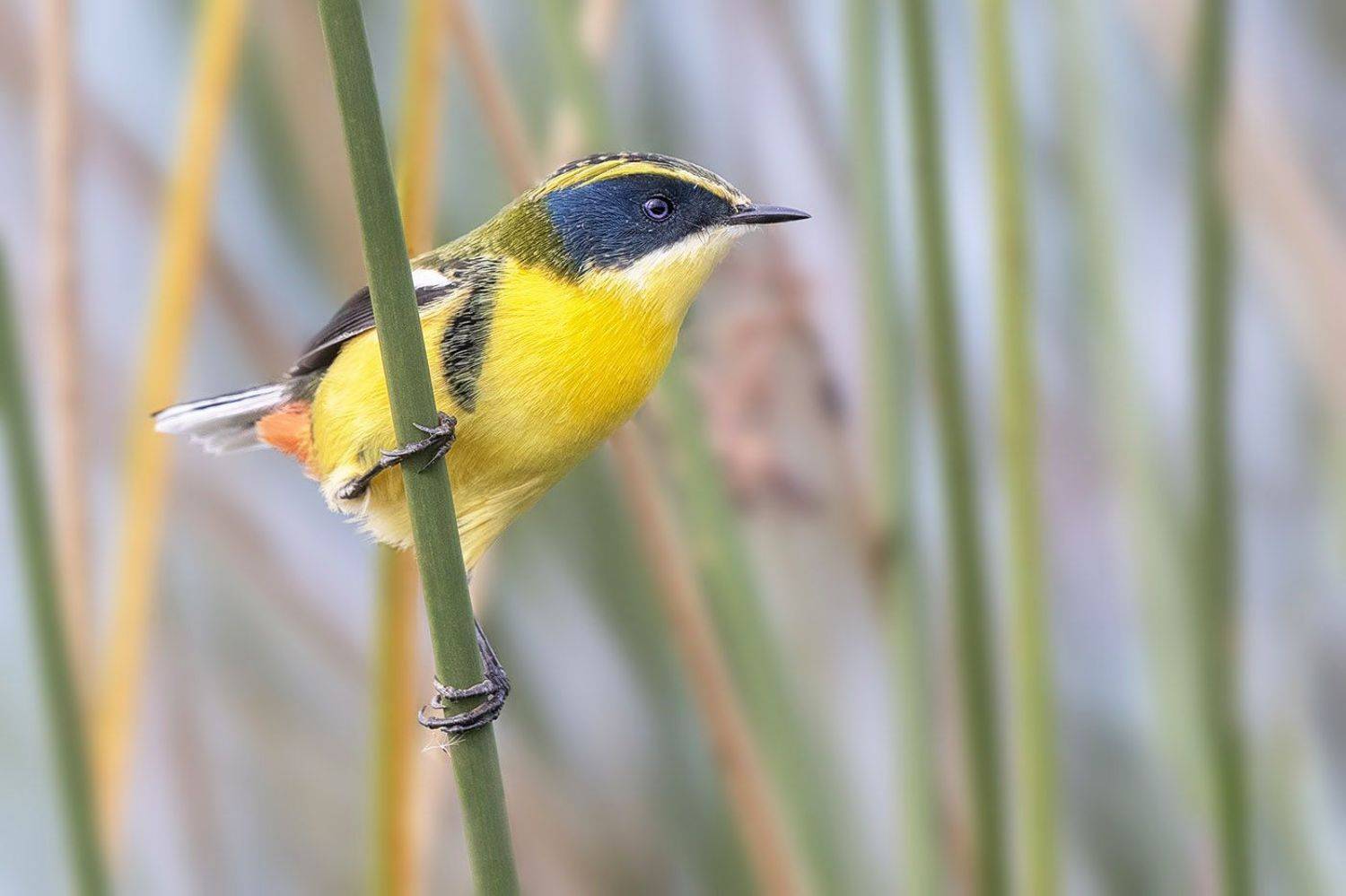 птицы, уругвай, Елена Давыдова