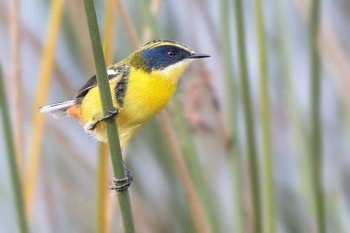 Любопытный тачури