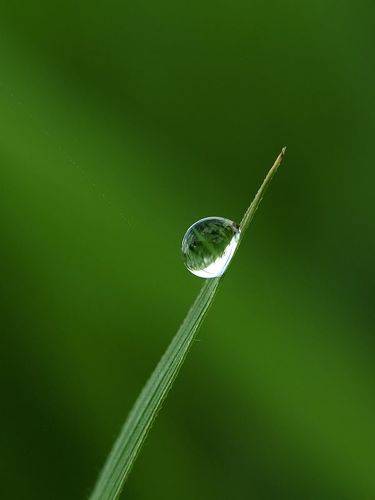 water drop or dew