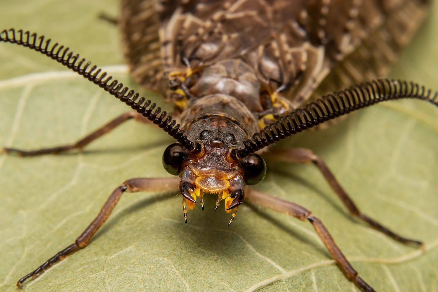 insect, macrophoto, insectphoto, enthomology, nature,, Stephane