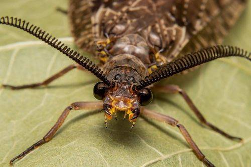 Chauliodes