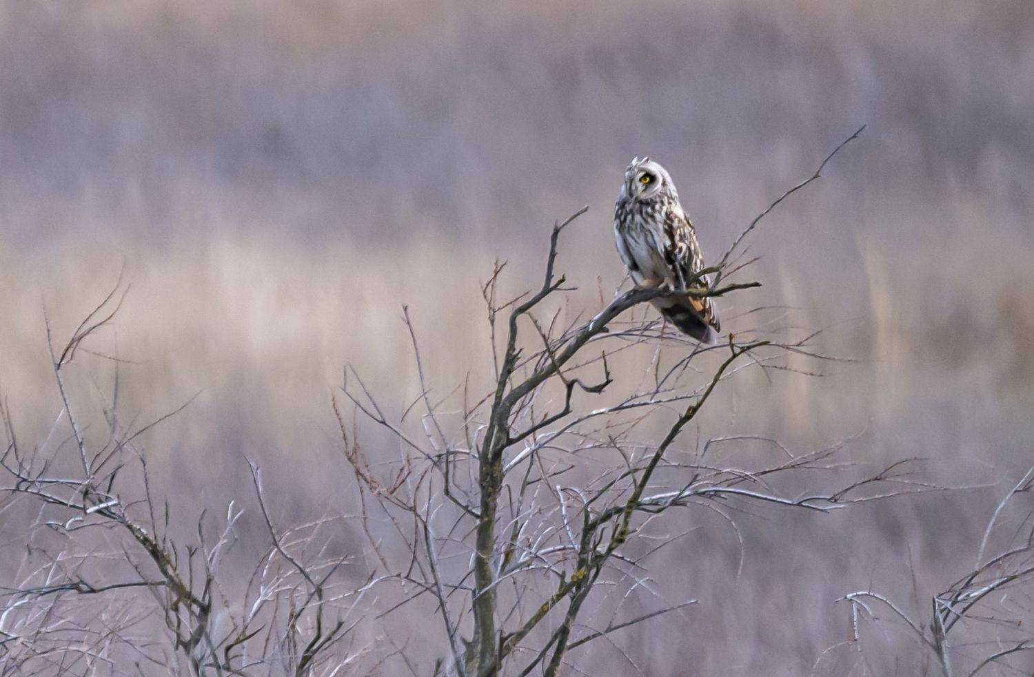 ростовский заповедник, птицы, болотная сова, Сергей Савчук