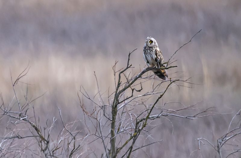 ростовский заповедник, птицы, болотная сова Болотная сова фото превью