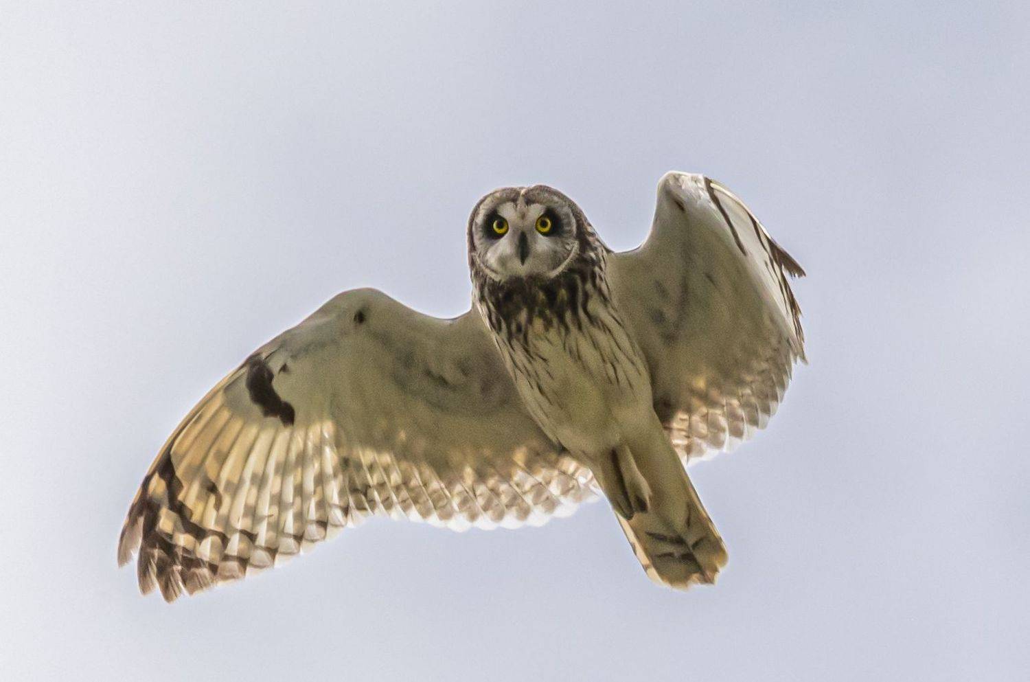 ростовский заповедник, птицы, болотная сова, Сергей Савчук