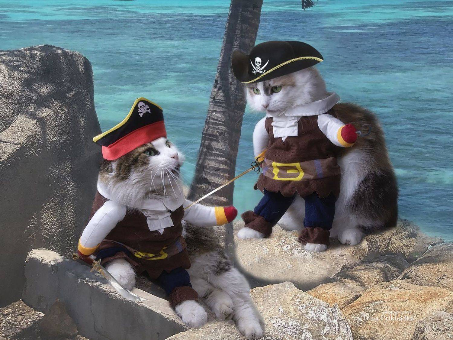 постановочное фото, котонатюрморт, кошки, марионетки, пираты, Приходько Ирина