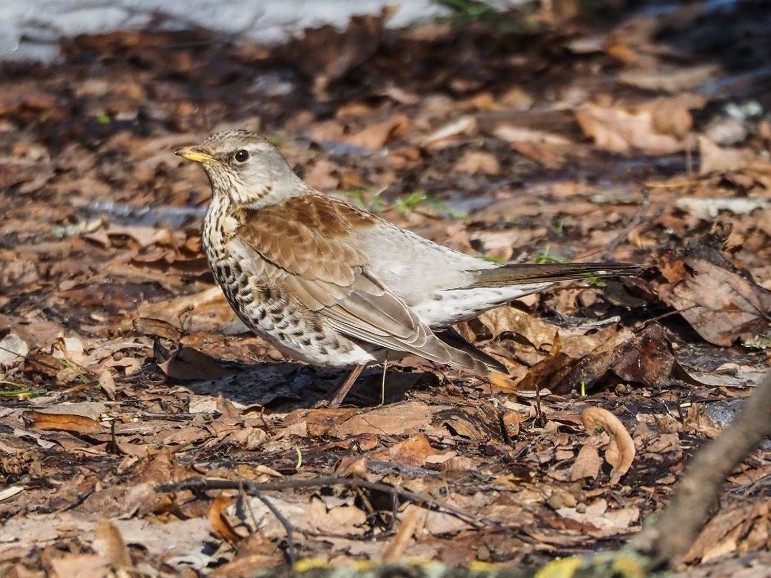 , Сергей Духанин
