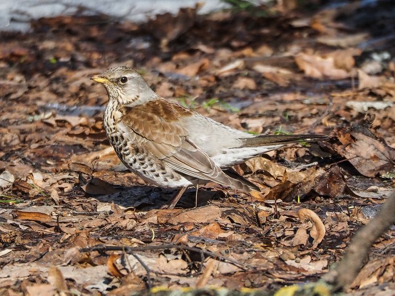 жених готов, а где же невеста фото превью